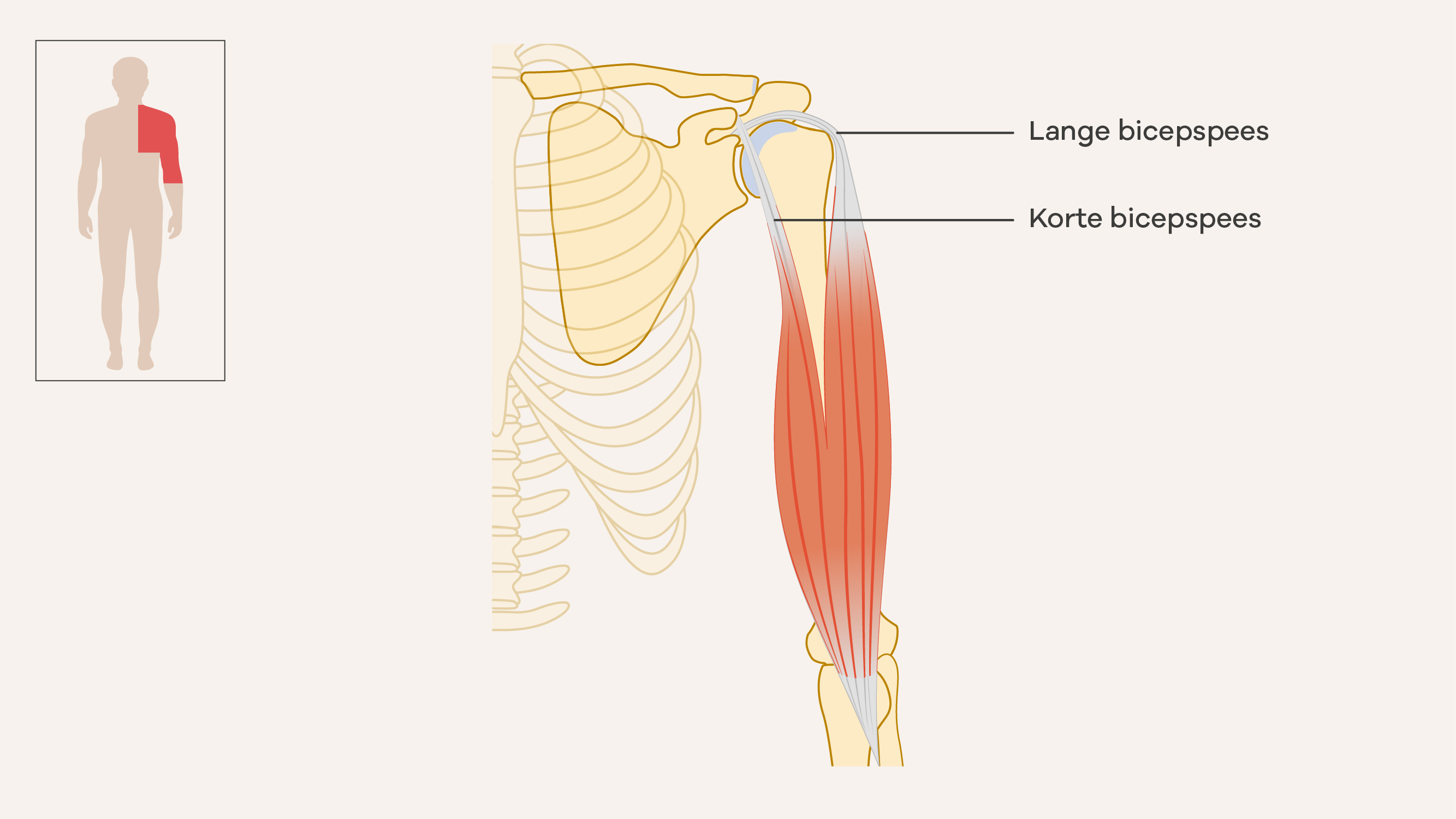 Illustratie van de bicep.