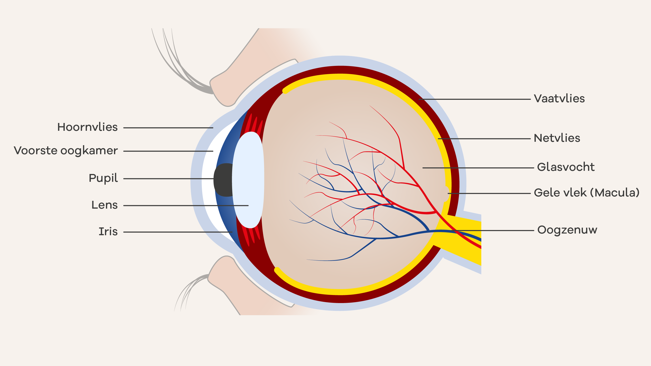 Illustratie van het zijaanzicht van een oog.